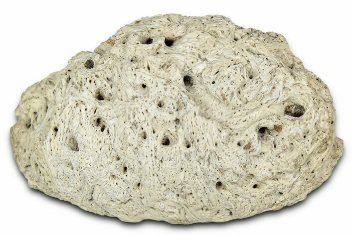 Fossil Dinosaur (Ankylosaurus) Scute - Montana #352280